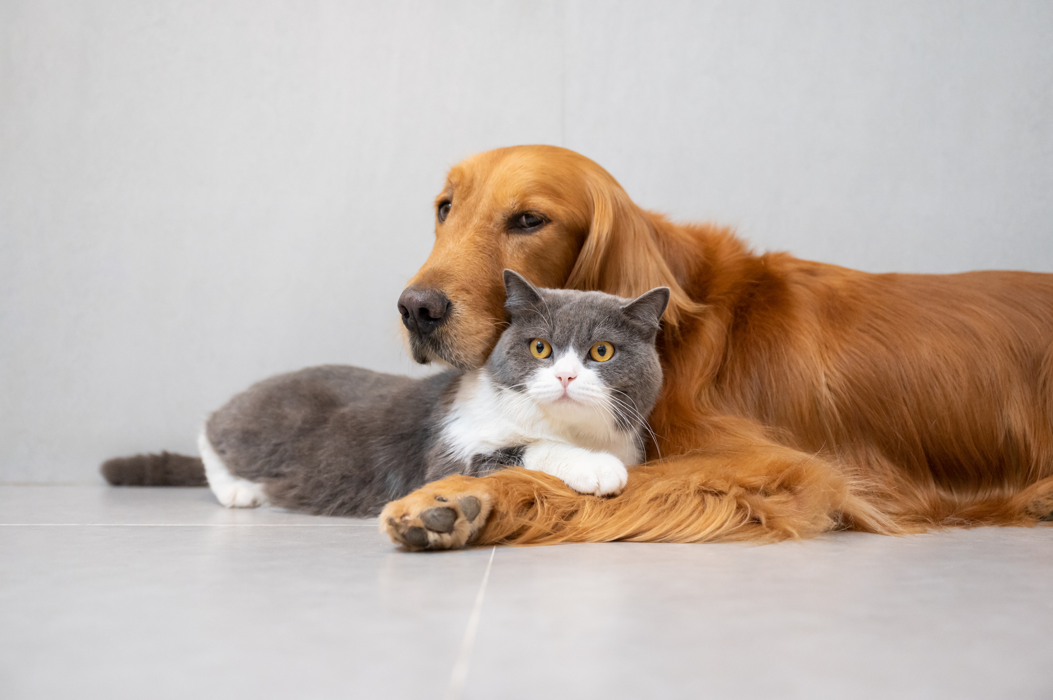 Cat and dog